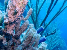 Tube Sponges IMG 6894